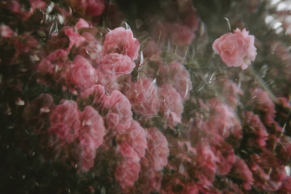 annie-spratt-prPndvG3WKo-unsplash